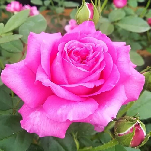 Rosa de flor grande Bell Ange, C3 - Plântulas: Ilość w opakowaniu: 1 plant