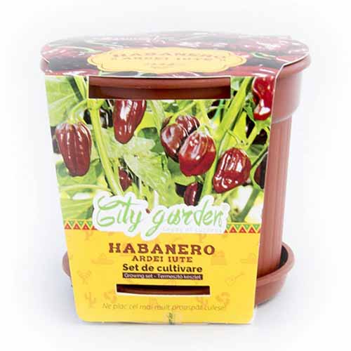 1 szt, Zestaw do uprawy - Papryka ostra Habanero Chocolate - Nasiona: Ilość w opakowaniu: 1 opak