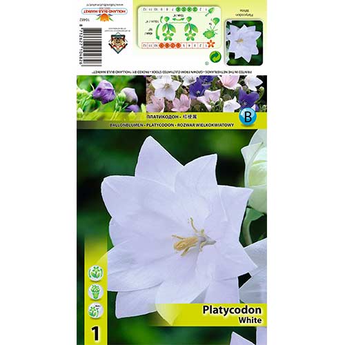 1 cib, Platykodon velkokvětý bílý - : Monžstvo balíkov: 1 cib