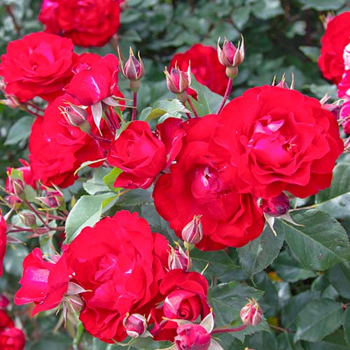 1 Pflanze(n), Strauchrose Rose Red Spot - Setzlinge: Ilość w opakowaniu: 1 Pflanze(n)