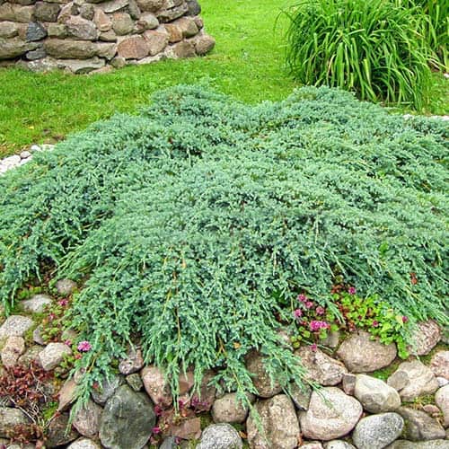 1 Pflanze(n), Wacholder Blue Carpet, Р9 - Setzlinge: Ilość w opakowaniu: 1 Pflanze(n)