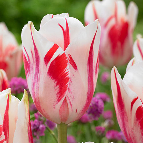 5 Stück, Tulpe Sorbet - Blumenzwiebeln: Ilość w opakowaniu: 5 Stück