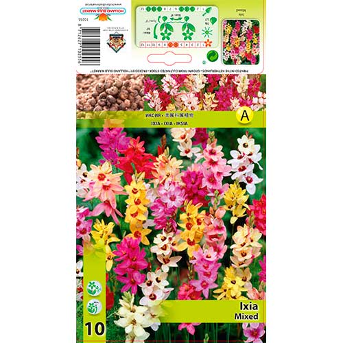 Ixia (Lirio del maíz) Mixta - Bulbos: Ilość w opakowaniu: 10 bulbos