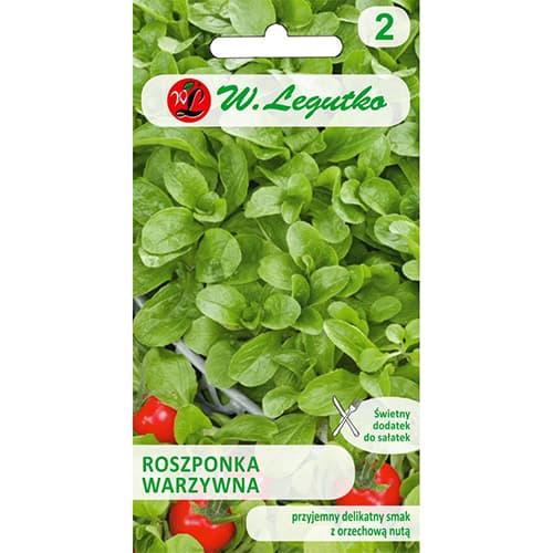 1 szt, Salata roszponka warzywna Verte de Cambrai - Nasiona: Ilość w opakowaniu: 2 g