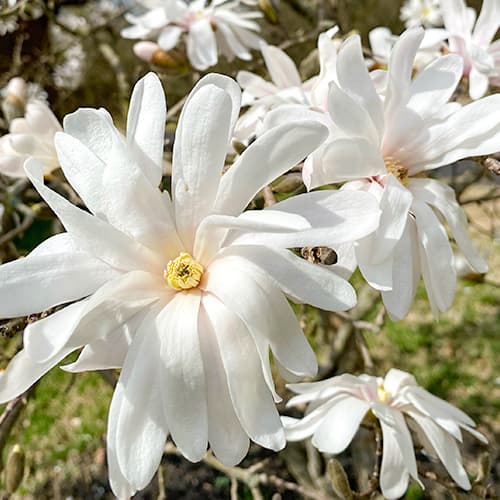 1 szt., Magnolia Royal Star - Sadzonki: Ilość w opakowaniu: 1 szt.