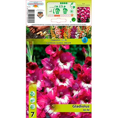 1 szt, Gladiola (Mieczyk) Jo Jo - Cebule: Ilość w opakowaniu: 7 szt.