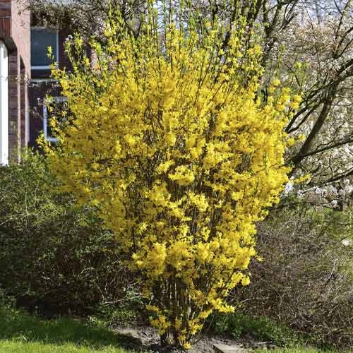 1 Pflanze(n), Forsythie Goldrausch - Setzlinge: Ilość w opakowaniu: 1 Pflanze(n)