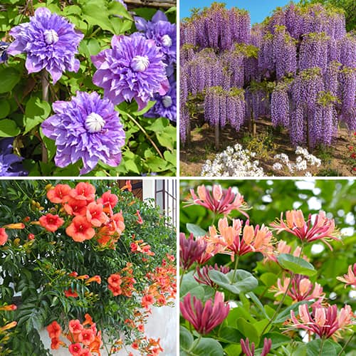 Conjunto de trepadeiras Pérgula florida, 4 mudas - Plântulas: Ilość w opakowaniu: 4 plant