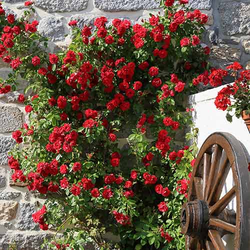 Rosa trepadora Paul's Scarlet, C3 - Plántulas: Ilość w opakowaniu: 1 plantas