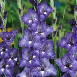 2 cebul, Tani pakiet! Gladiola (Mieczyk) Blue Isle - Cebule: Ilość w opakowaniu: 2 cebul