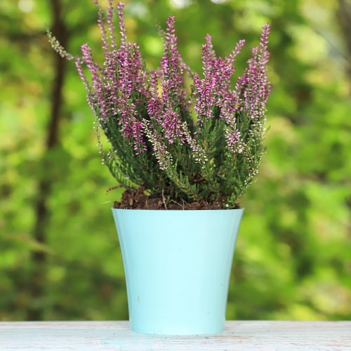1 saz, Vřesovec Amethyst - : Monžstvo balíkov: 1 saz