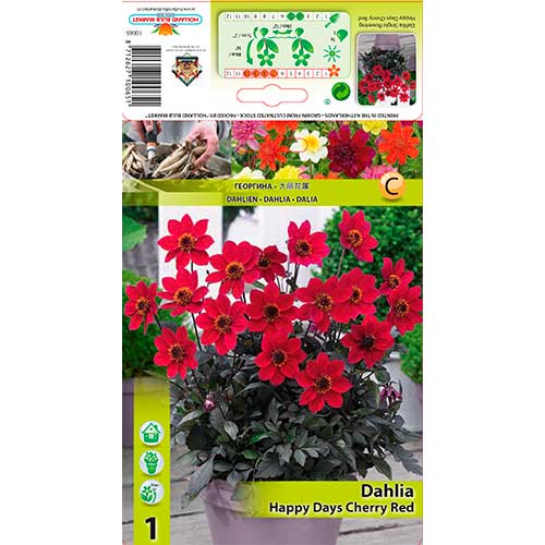 1 Stück, Dahlie Happy Days Cherry Red - Stauden: Ilość w opakowaniu: 1 Stück