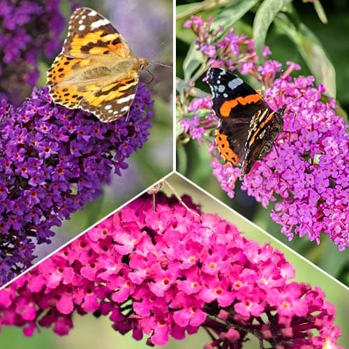 Conjunto de buddleia, 3 plantas - Plántulas: Ilość w opakowaniu: 3 plant