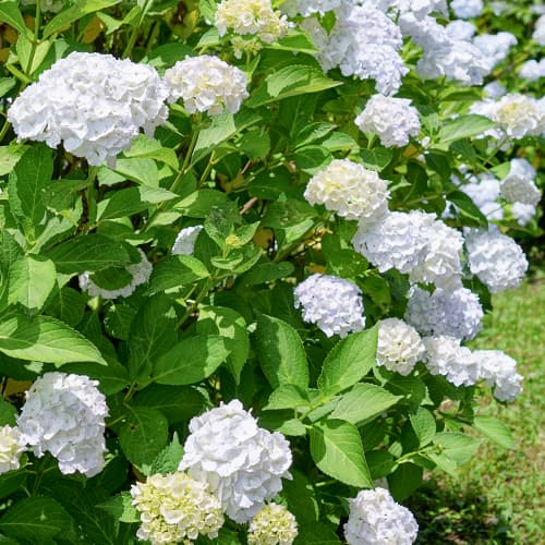 Hortensia de jardín Soeur Thérèse, C2 - Plántulas: Ilość w opakowaniu: 1 none