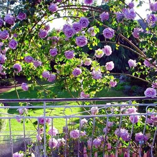 Rosa trepadeira Indigoletta, C3 - Plântulas: Ilość w opakowaniu: 1 plant
