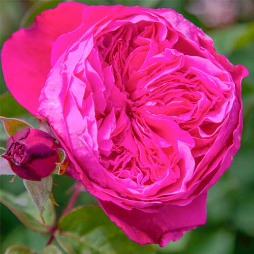 1 Pflanze(n), Großblütige Rose Accademia - Setzlinge: Ilość w opakowaniu: 1 Pflanze(n)