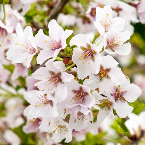 1 buc, Cireș japonez (Prunus) Kojo-no-mai - Răsaduri: Mod de ambalare: 1 buc