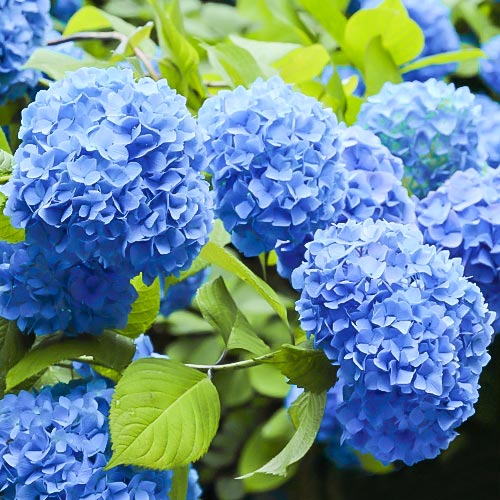 1 saz, Hortenzie velkolistá Nikko Blue, P9 - : Monžstvo balíkov: 1 saz