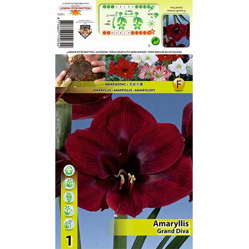 1 db, Szobaliliom (Amaryllis) Grand Diva - Hagymák: Mod de ambalare: 1 db