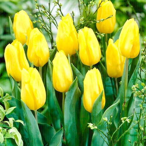 10 Stück, Tulpe Golden Oxford - Blumenzwiebeln: Ilość w opakowaniu: 10 Stück