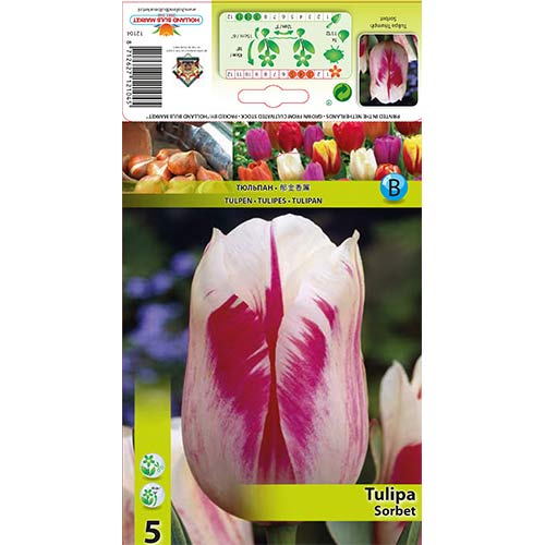 5 kus, Tulipán Sorbet - : Monžstvo balíkov: 5 kus