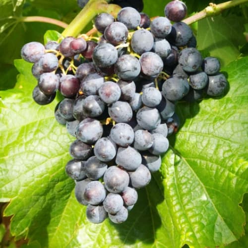 1 Pflanze(n), Weintraube Muscat Bleu - Setzlinge: Ilość w opakowaniu: 1 Pflanze(n)