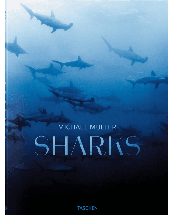 Michael Muller. Sharks