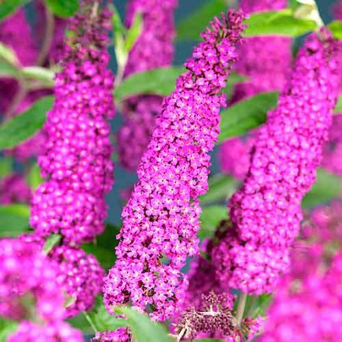 1 buc, Liliac de vară Summer Beauty - Răsaduri: Mod de ambalare: 1 buc