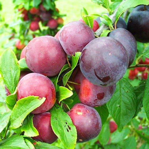 1 buc, Prun Ruby Crunch - Puieți: Mod de ambalare: 1 buc