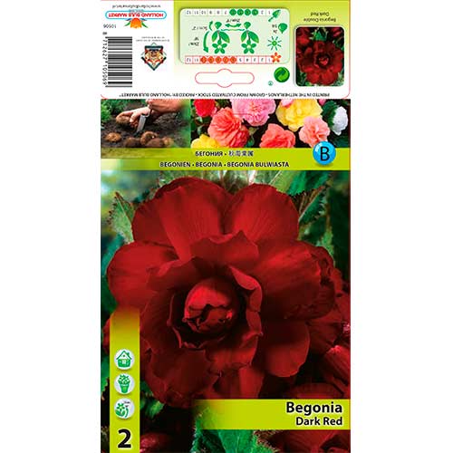 2 cib, Begónie plnokvětá Dark Red - : Monžstvo balíkov: 2 cib