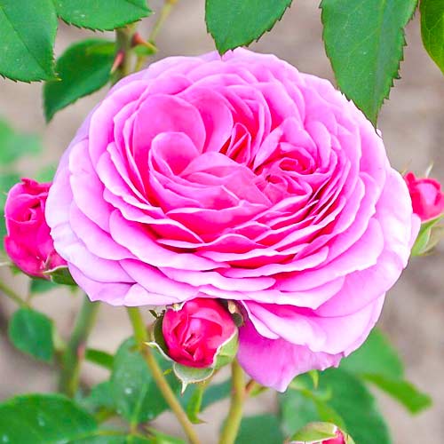 1 saz, Růže floribunda Frayla Miarija - : Monžstvo balíkov: 1 saz