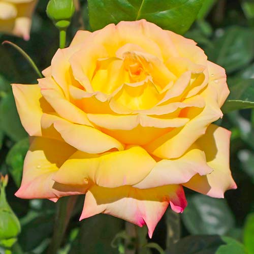 Rosa de flor grande Gloria Dei - Plântulas: Ilość w opakowaniu: 1 plant