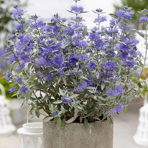1 buc, Caryopteris Sterling Silver - Răsaduri: Mod de ambalare: 1 buc