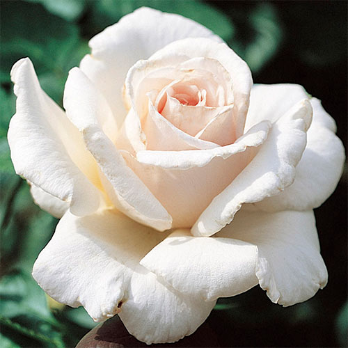 1 buc, Trandafir floribunda White Cover - Butași: Mod de ambalare: 1 buc