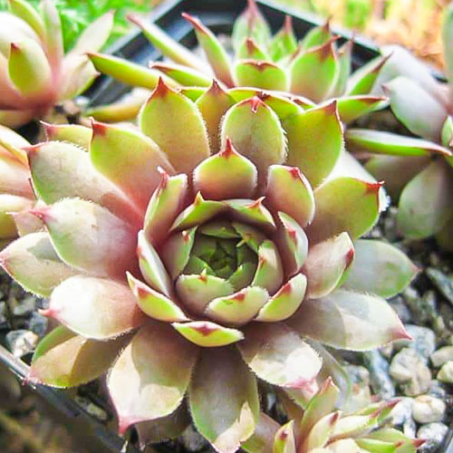 1 buc, Sempervivum (Urechelniță) Patton - Răsaduri: Mod de ambalare: 1 buc