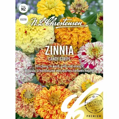 1 pac, Zinnia (Cârciumăreasă) Candy Stripe - Semințe: Mod de ambalare: 1 pac