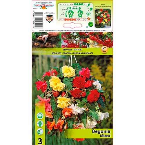 3 buc, Begonie Pendula mix multicolor - Bulbi: Mod de ambalare: 3 buc