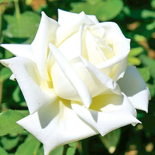1 Pflanze(n), Großblütige Rose Vanilla - Setzlinge: Ilość w opakowaniu: 1 Pflanze(n)