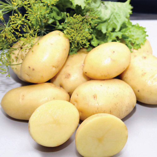 3 kg, Sadzeniaki ziemniaków Impala - : Ilość w opakowaniu: 3 kg