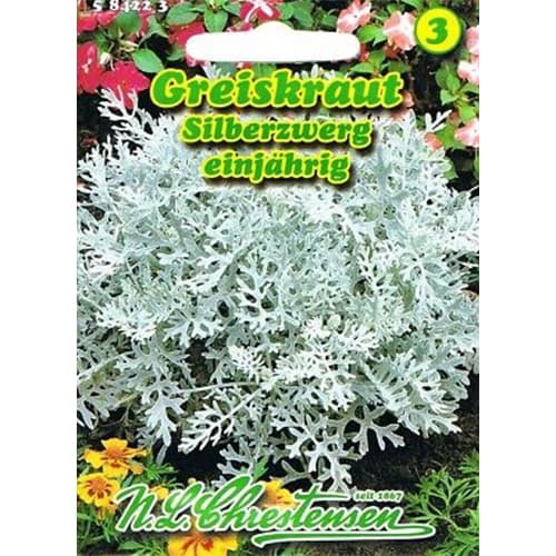 1 pac, Senecio bicolor - Semințe: Mod de ambalare: 1 pac