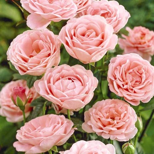 1 saz, Růže floribunda Perfume Fashion , C3 - : Monžstvo balíkov: 1 saz