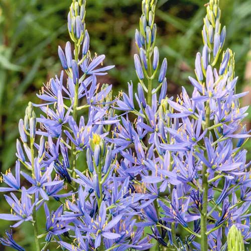 3 Stück, Prärielilie Leichtlina Caerulea - Blumenzwiebeln: Ilość w opakowaniu: 3 Stück