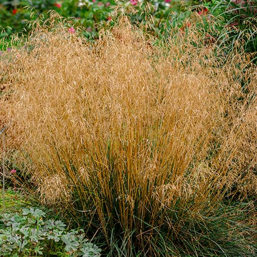 1 saz, Deschampsia Caespitosa Northern Lights - : Monžstvo balíkov: 1 saz