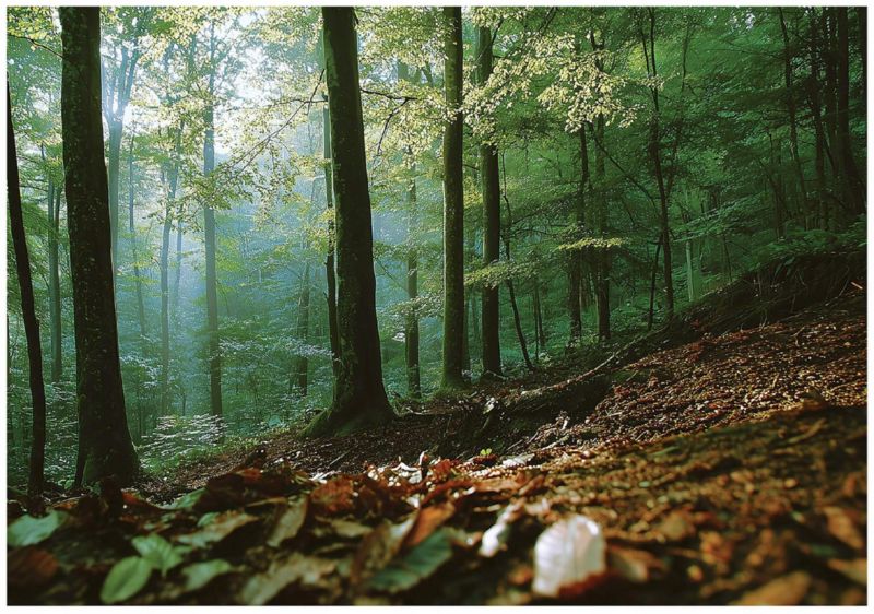 Fototapeta Las 3D Drzewa Natura WALLARENA 400x280 cm Tapeta Do Sypialni Salonu Na Flizelinie 1 szt.