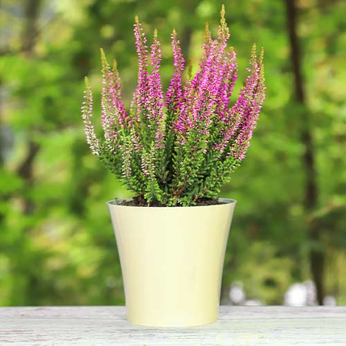 1 buc, Calluna (Iarba neagra) Dunja - Răsaduri: Mod de ambalare: 1 buc