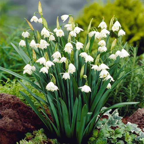 5 Stück, Knotenblume Gravety Giant - Blumenzwiebeln: Ilość w opakowaniu: 5 Stück