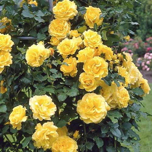 1 Pflanze(n), Kletterrose Lucia - Setzlinge: Ilość w opakowaniu: 1 Pflanze(n)