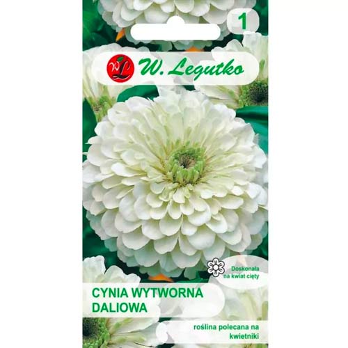 1 szt, Cynia daliowa Polar Bear - Nasiona: Ilość w opakowaniu: 1 g