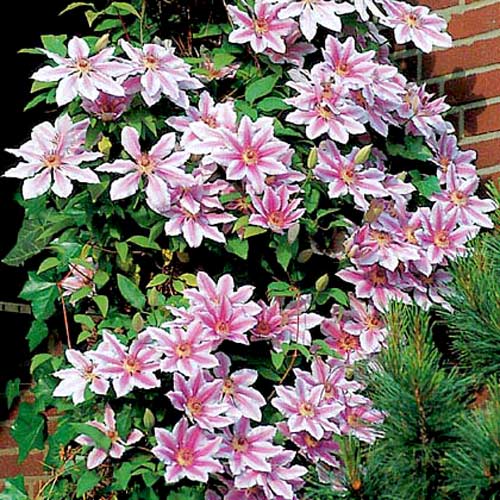 1 szt, Clematis (Powojnik) Nelly Moser - Sadzonki: Ilość w opakowaniu: 1 sadz
