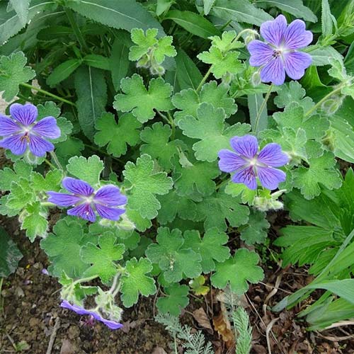 1 buc, Geranium renardii Philippe Vapelle - Răsaduri: Mod de ambalare: 1 buc